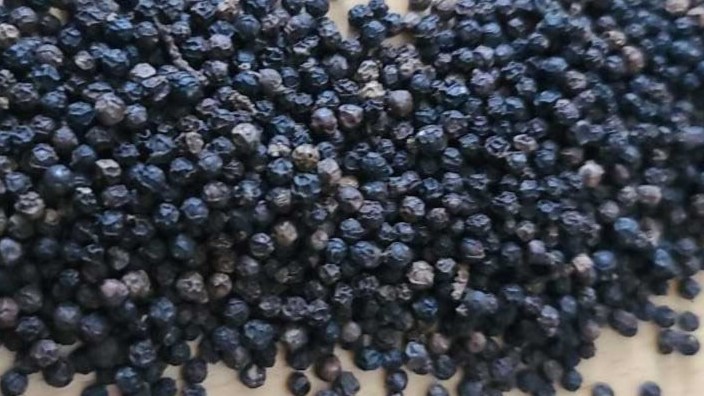 Black pepper lada hitam Lampung Indonesia exporter RLB Spice