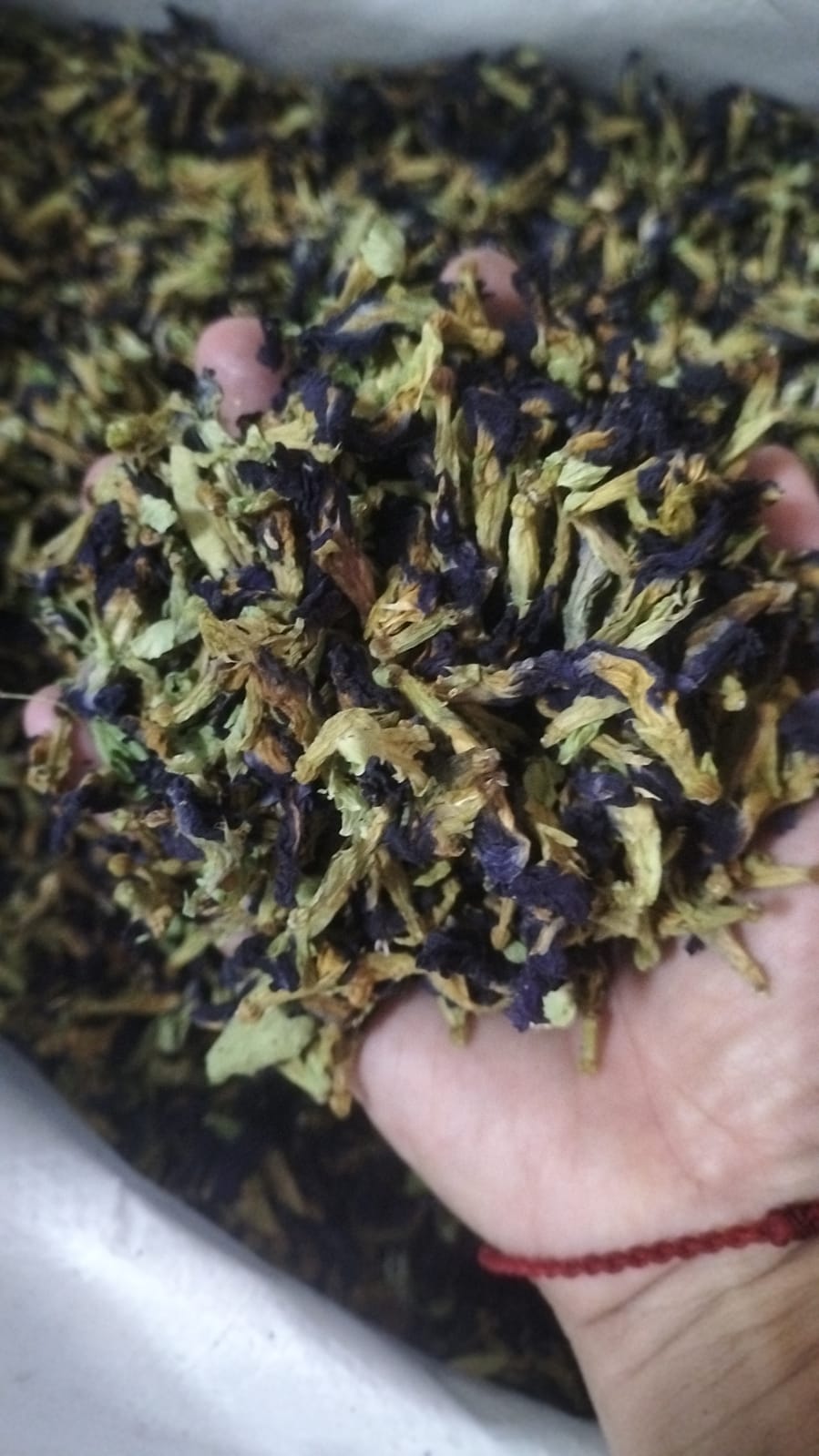 Butterfly pea bunga telang Indonesia export RLB Spice