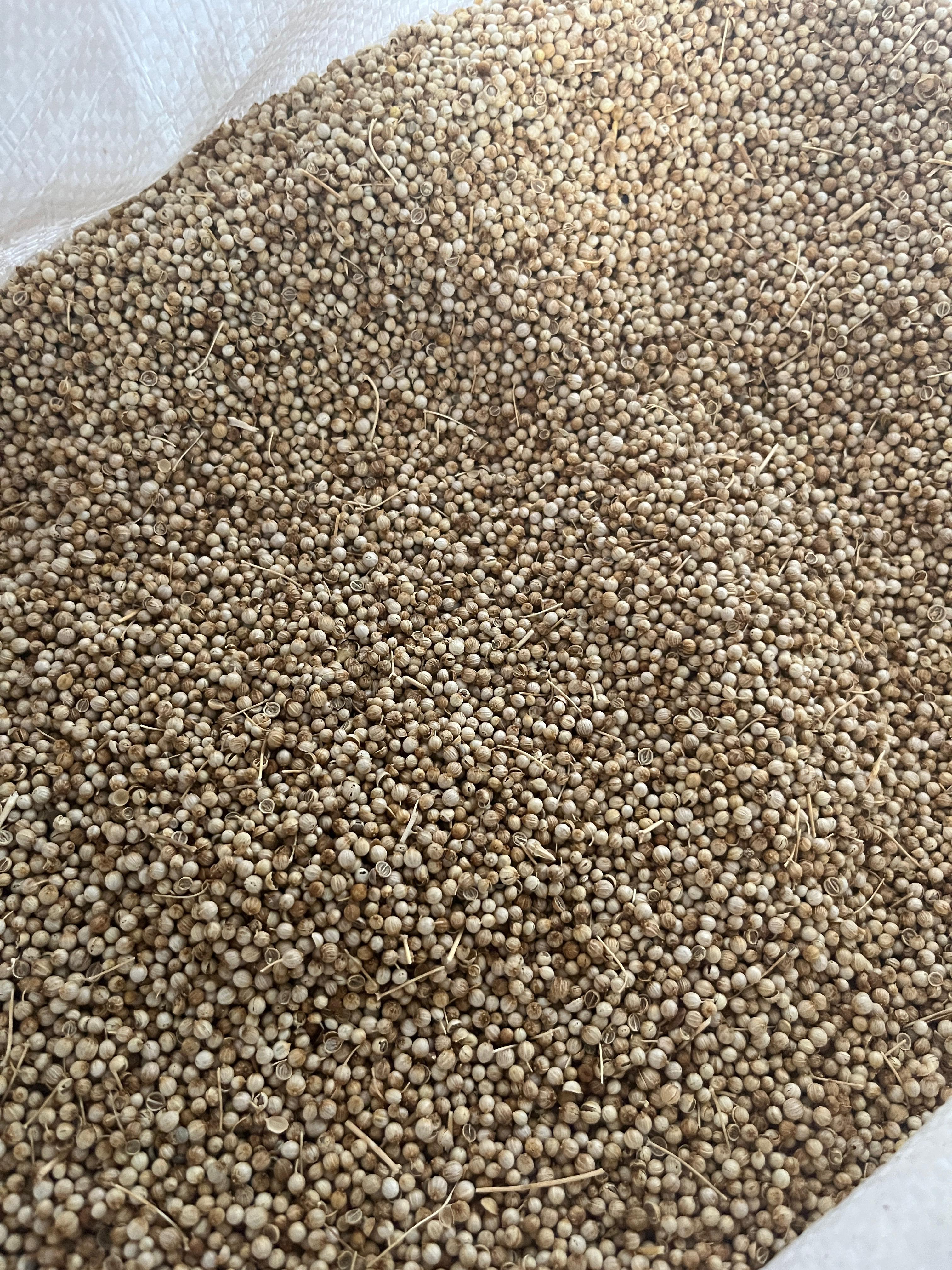 Coriander ketumbar Indonesia exporter RLB Spice