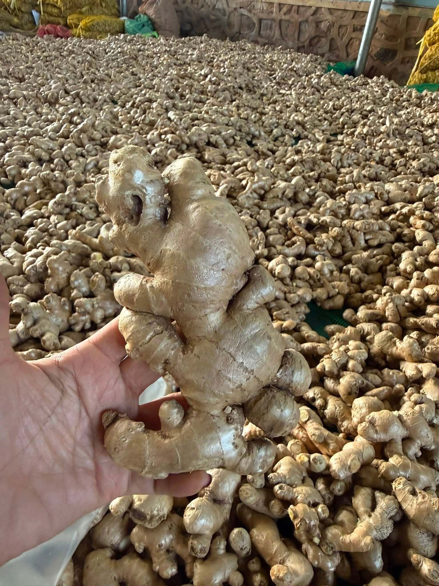 Dried ginger jahe Indonesia export RLB Spice