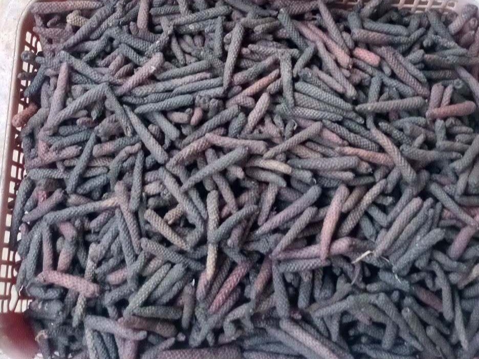 Javanese long pepper cabe jawa Indonesia export RLB Spice