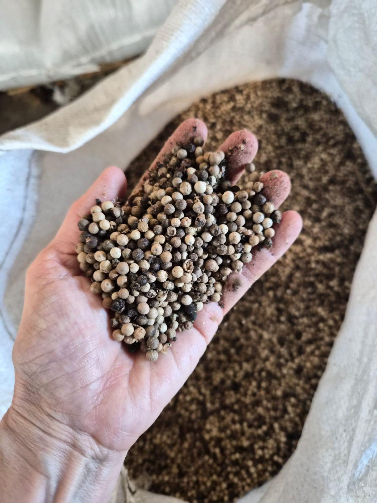 White pepper lada putih Muntok Bangka Indonesia exporter RLB Spice